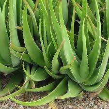 Aloe