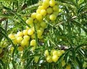 Amla