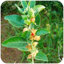 Ashwagandha