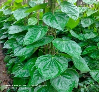 Betel Vine