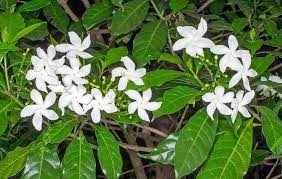 Crape Jasmine