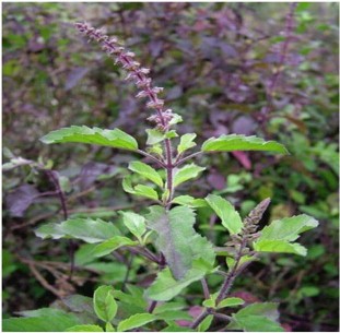 Holy Basil