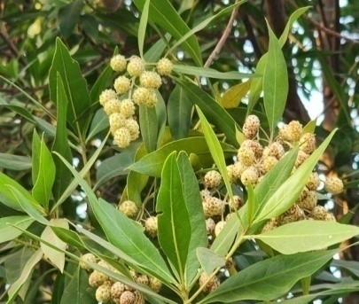 Lanceleaf Buttonwood