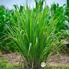 Lemon Grass