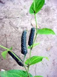 Long Pepper