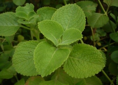 Mexican Mint