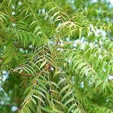 Neem
