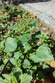 Nettle-leaved Goosefoot