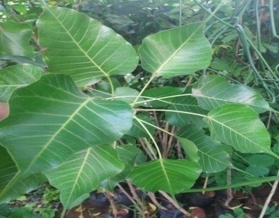 Peepal Tree