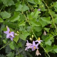 Purple Fruited Pea Eggplant