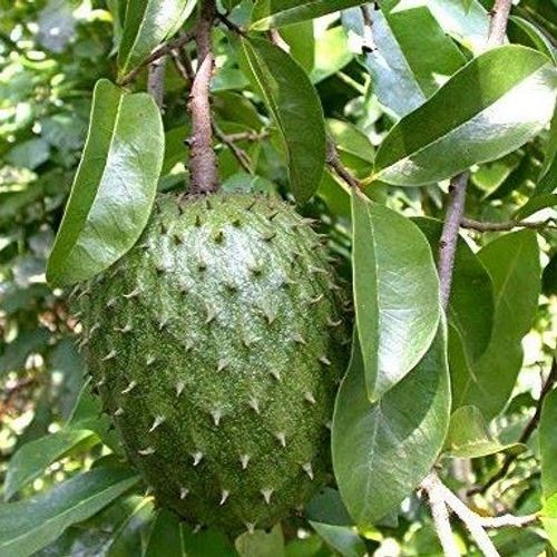 Soursop