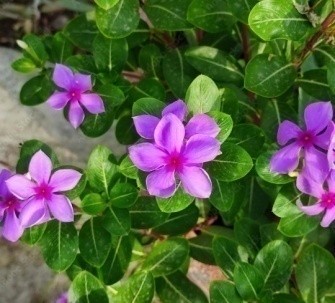 Vinca