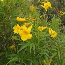 Yellow Trumpetbush